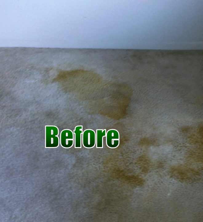 Pet Stains & Odor UltraSteam Carpet Cleaning