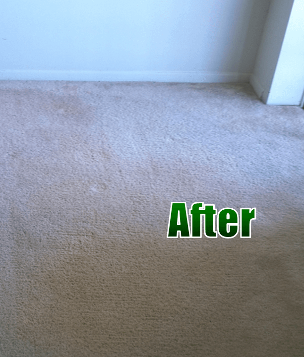 Pet Stains & Odor UltraSteam Carpet Cleaning