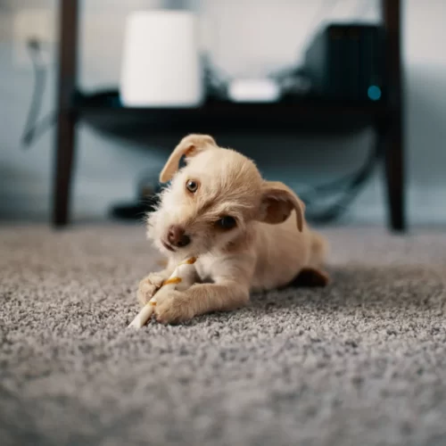 Carpet Cleaning In St Charles