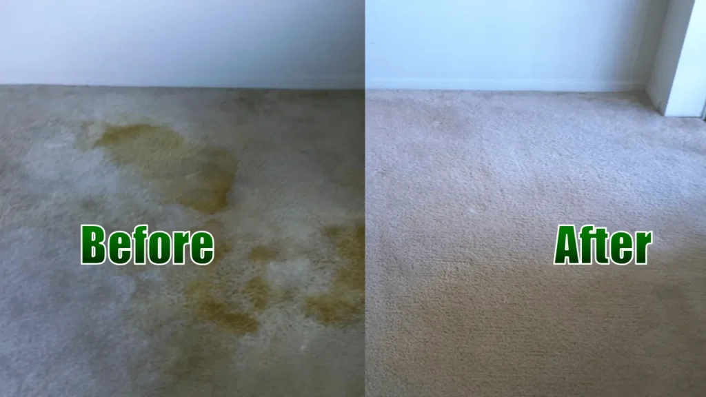 Carpet Cleaning In St louis