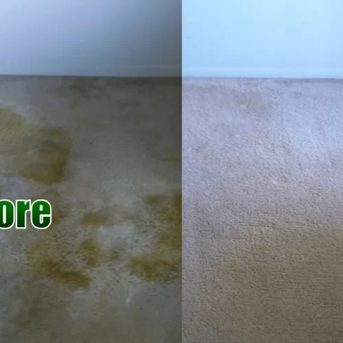 Carpet Cleaning In St louis